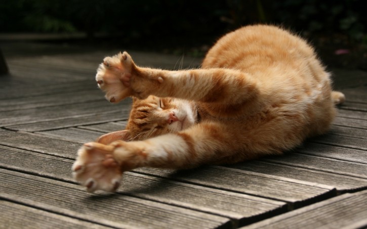 stretching-cat